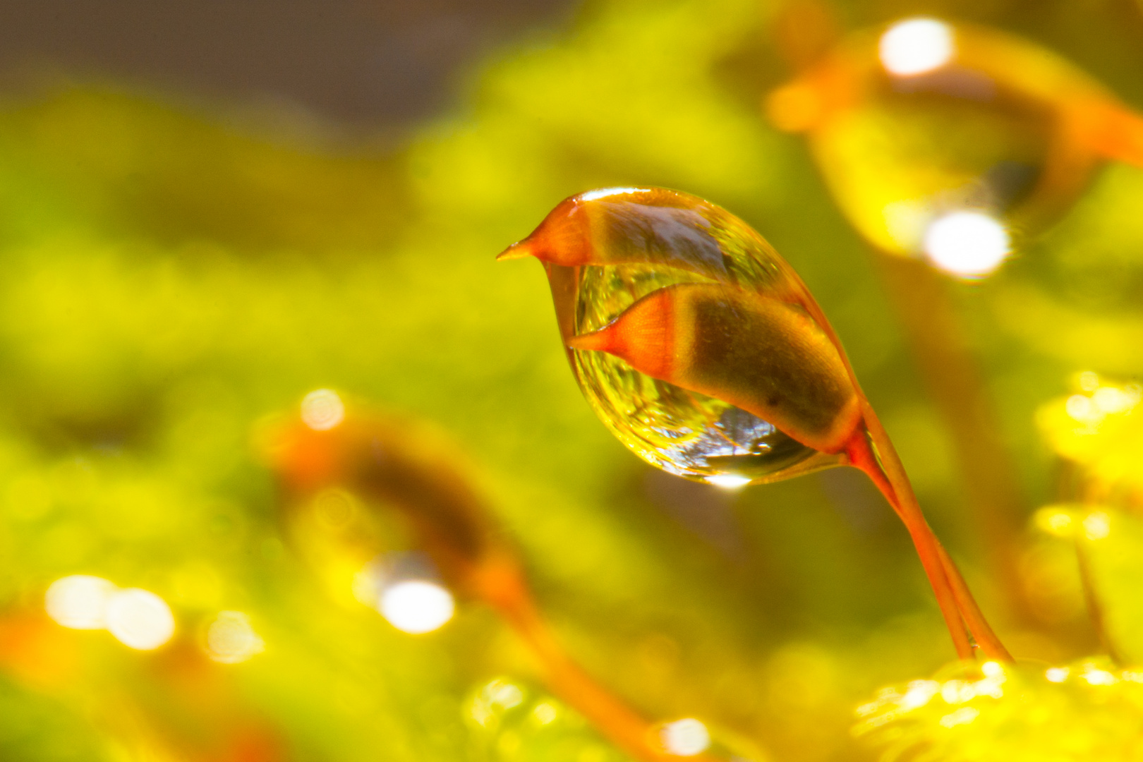 Zwei in Einem Foto &amp; Bild grün, natur, macro Bilder auf