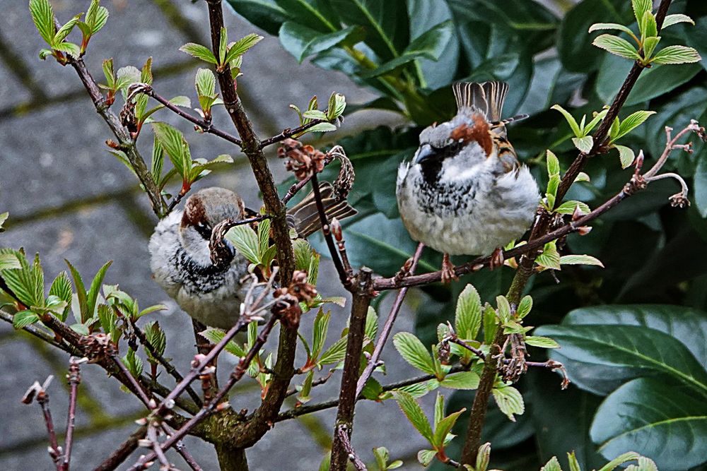 zwei in einem Strauch Foto & Bild tiere, vögel, wildlife Bilder auf