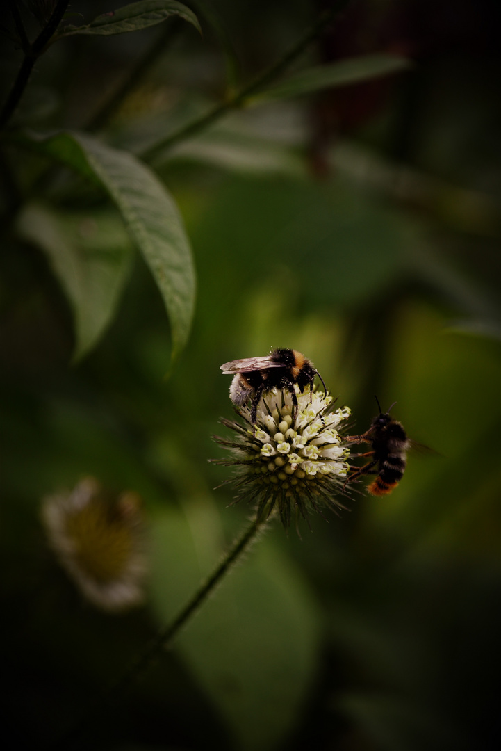 Zwei Insekten