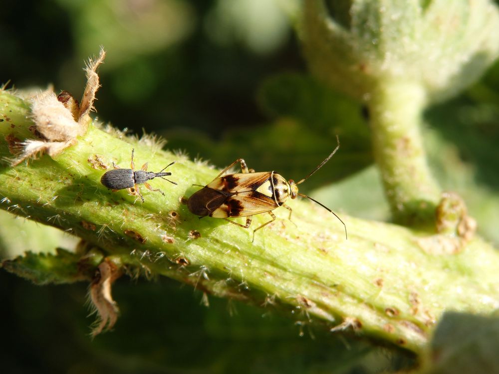 Zwei Insekten "durchlöchern" eine Stockrose - Makro