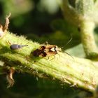 Zwei Insekten "durchlöchern" eine Stockrose - Makro