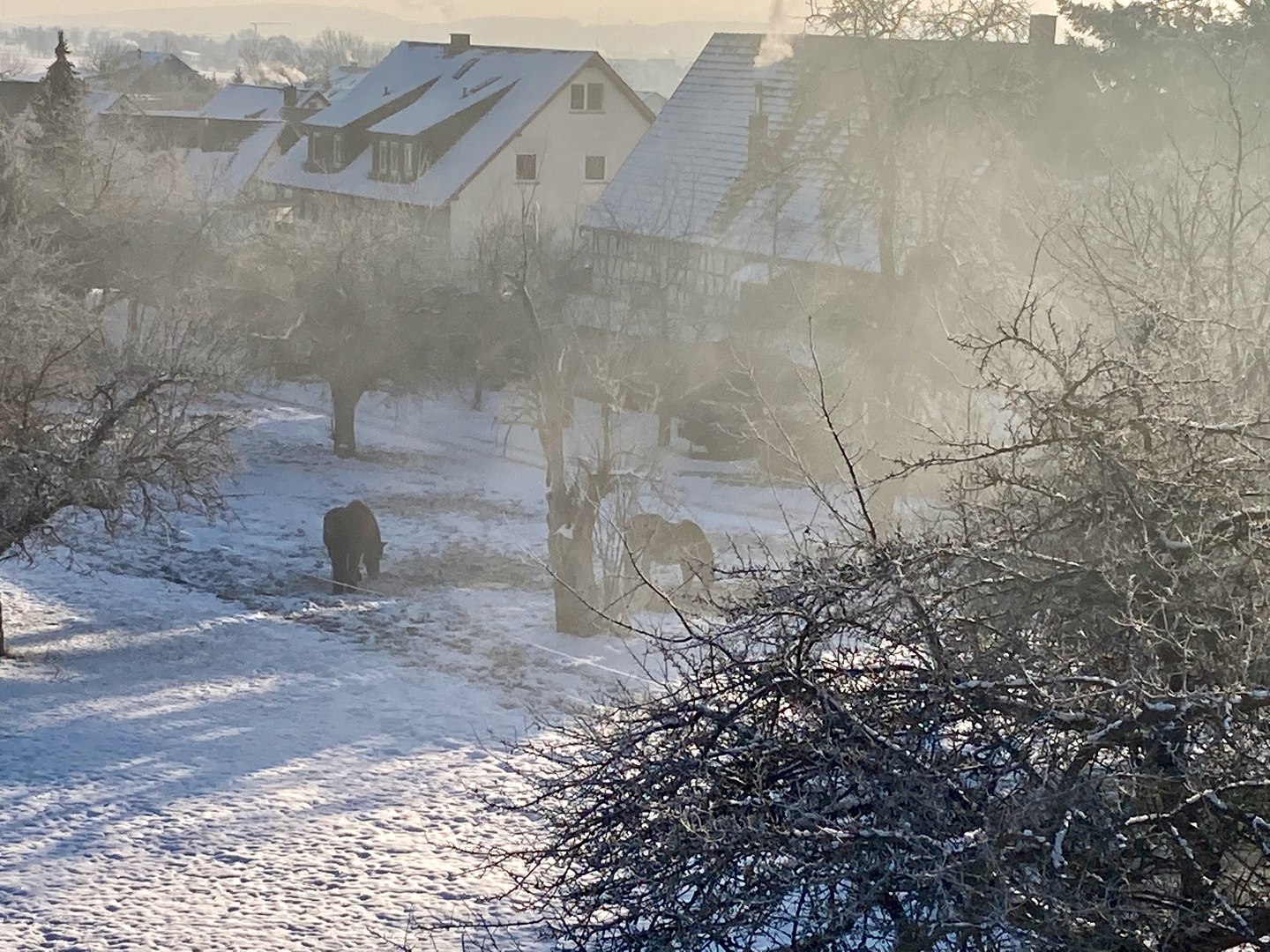 Zwei Isländer in Baden-Württemberg