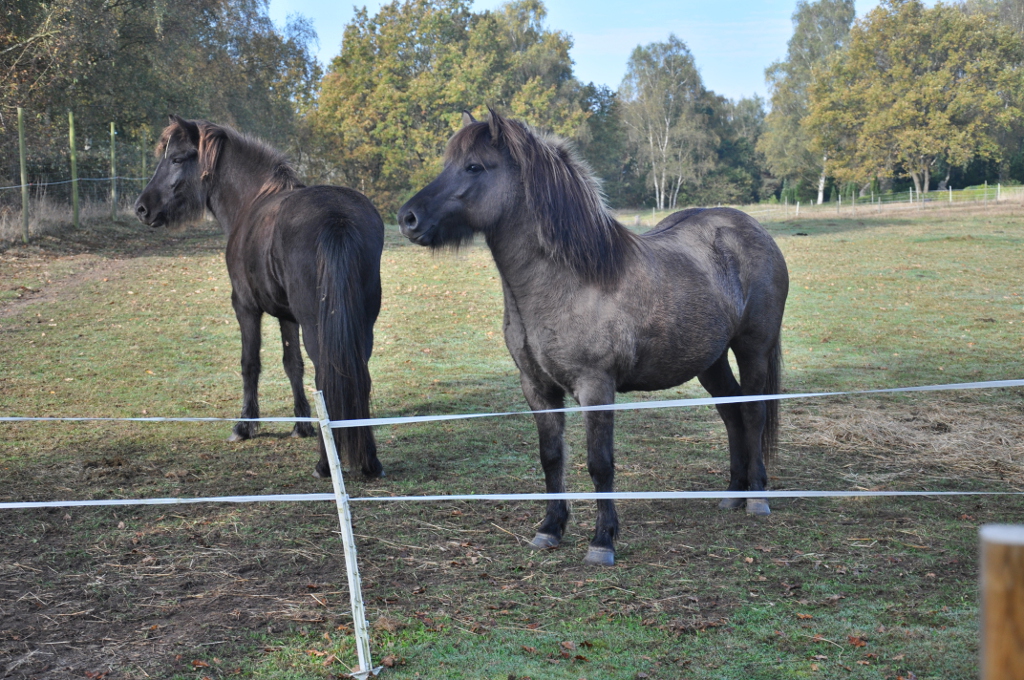 Zwei Island-Ponies