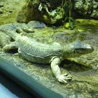 Zwei Jemen-Warane / Two Yemen Monitors. Arabia's Wildlife Center, Sharjah,Vereinigte Arab. Emirate.