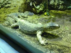 Zwei Jemen-Warane / Two Yemen Monitors. Arabia's Wildlife Center, Sharjah,Vereinigte Arab. Emirate.