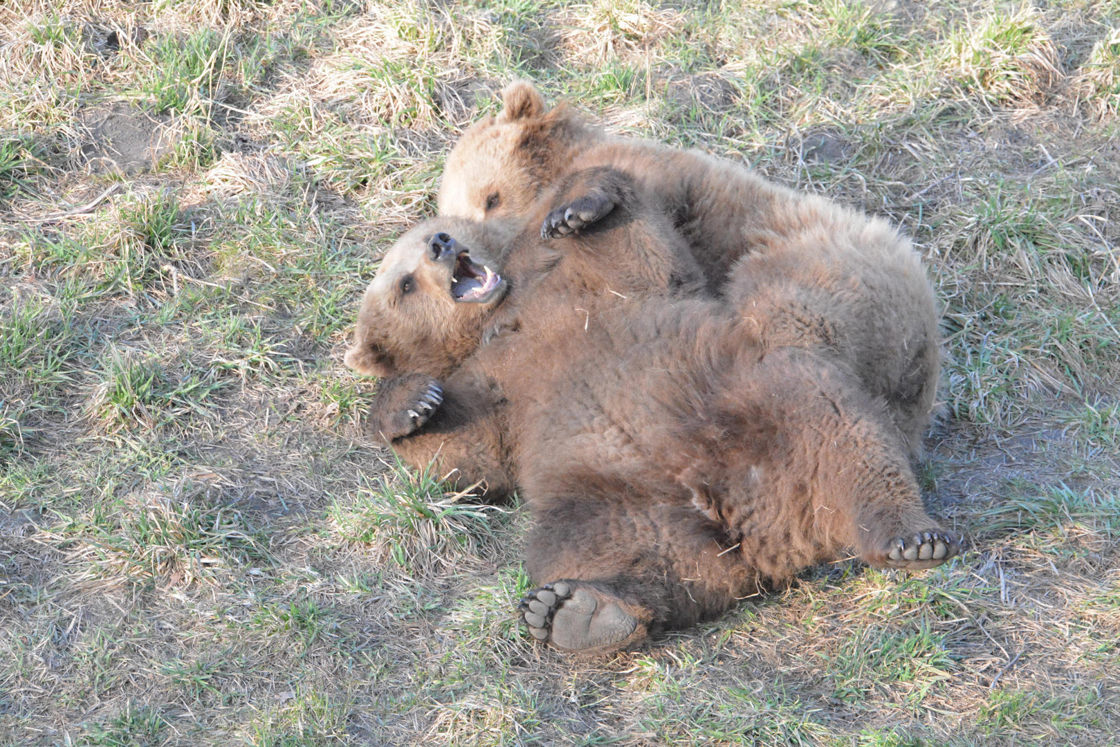 Zwei junge Bären im Wildpark Poing bei München