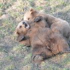 Zwei junge Bären im Wildpark Poing bei München