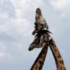 Zwei junge Giraffenbullen beim Kampf