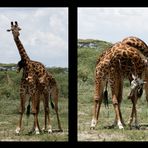 Zwei junge Giraffenbullen beim Kampf.