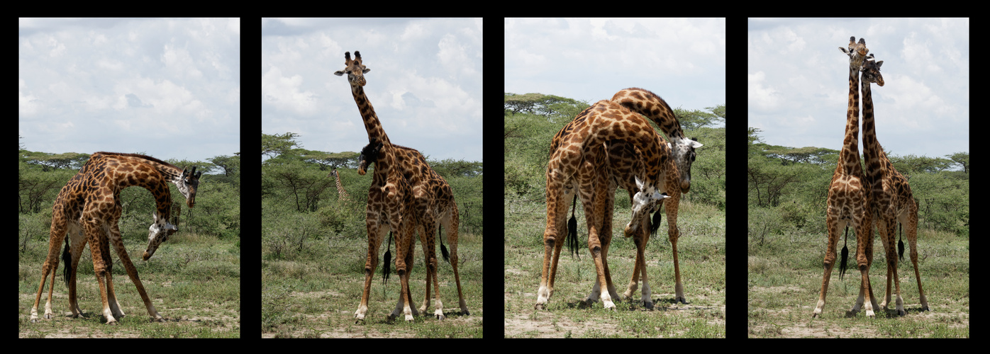 Zwei junge Giraffenbullen beim Kampf.