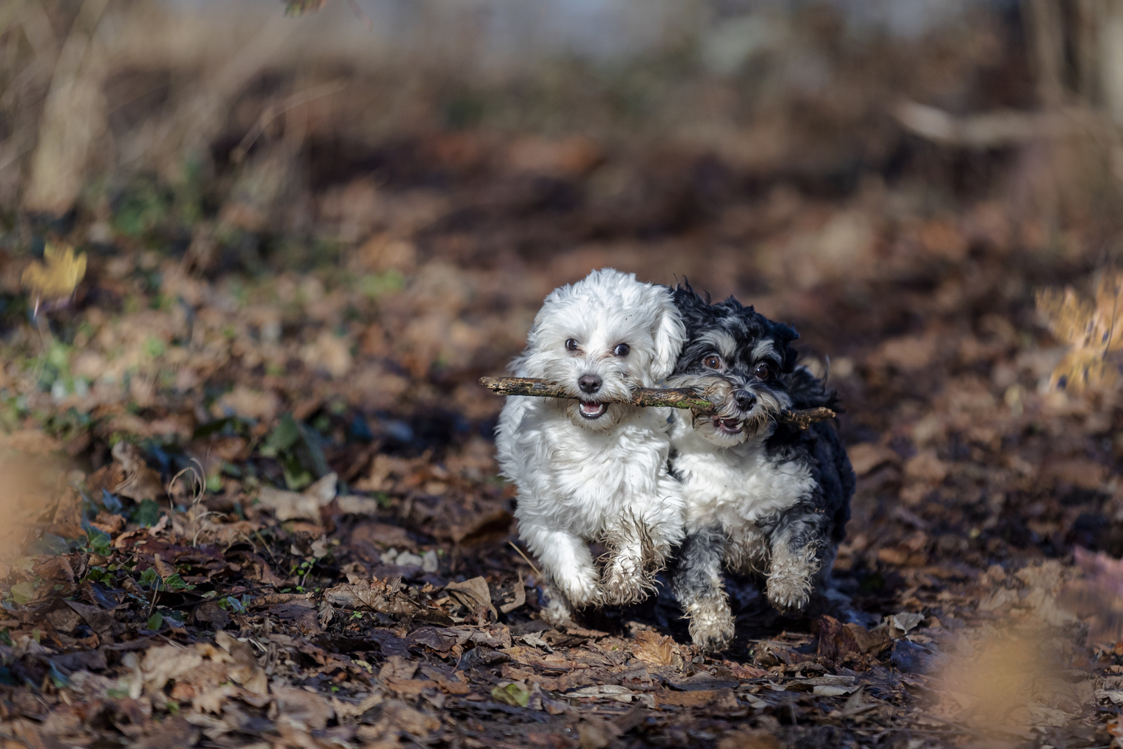 Zwei junge Hunde und ein altes Stück Holz