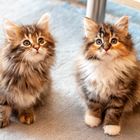 zwei junge Kätzchen 9 Wochen jung