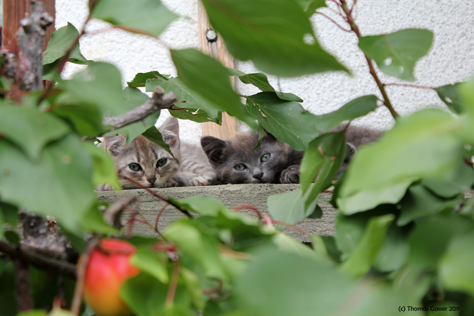 zwei junge Katzen gemütlich hinter dem Marillenbaum :-)