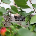 zwei junge Katzen gemütlich hinter dem Marillenbaum :-)