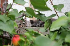 zwei junge Katzen gemütlich hinter dem Marillenbaum :-)