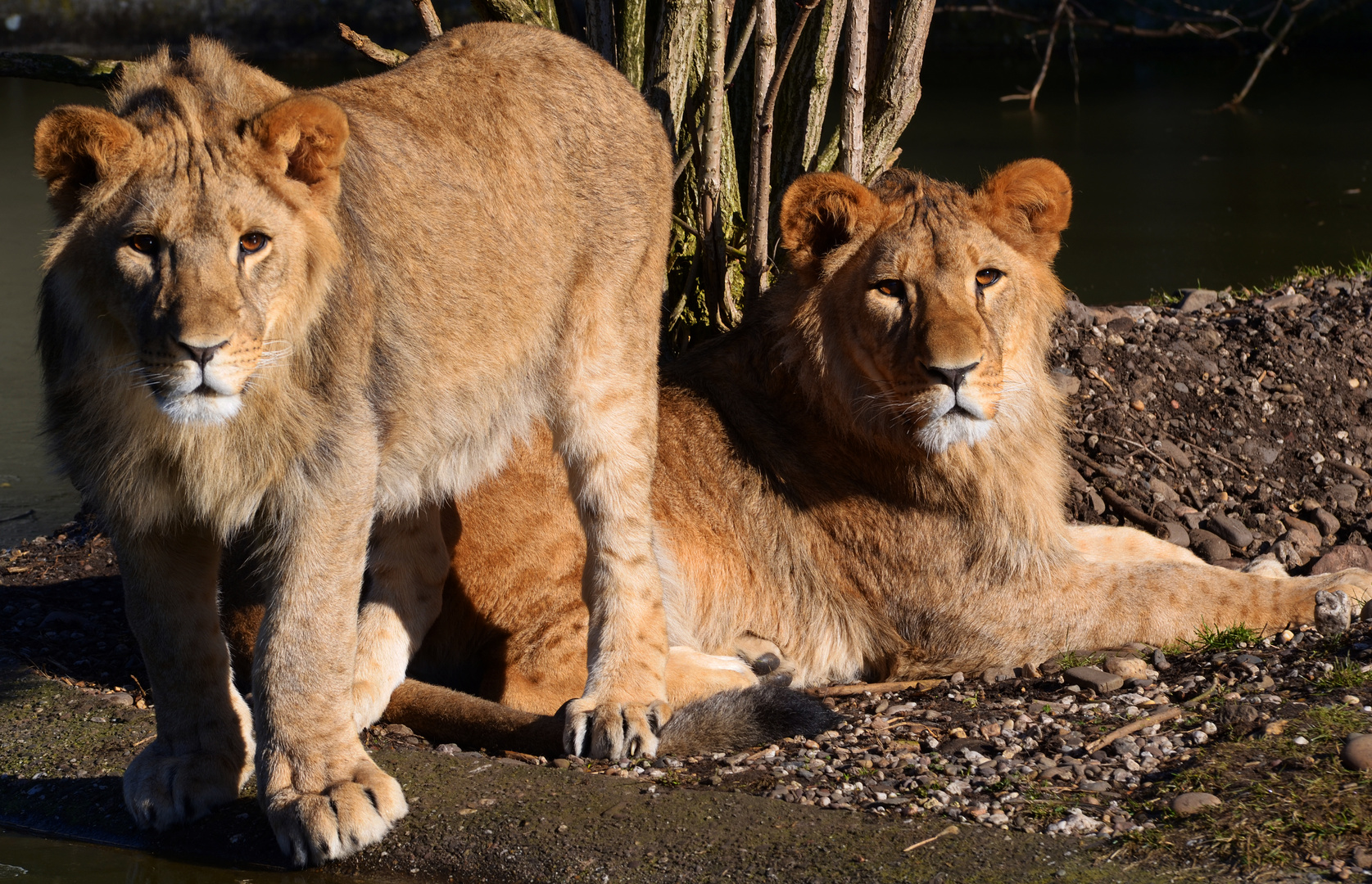 zwei junge Löwen des Löwenpaares im Dortmunder Zoo (haben heut' Drolliges erlebt ...)