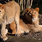 zwei junge Löwen des Löwenpaares im Dortmunder Zoo (haben heut' Drolliges erlebt ...)