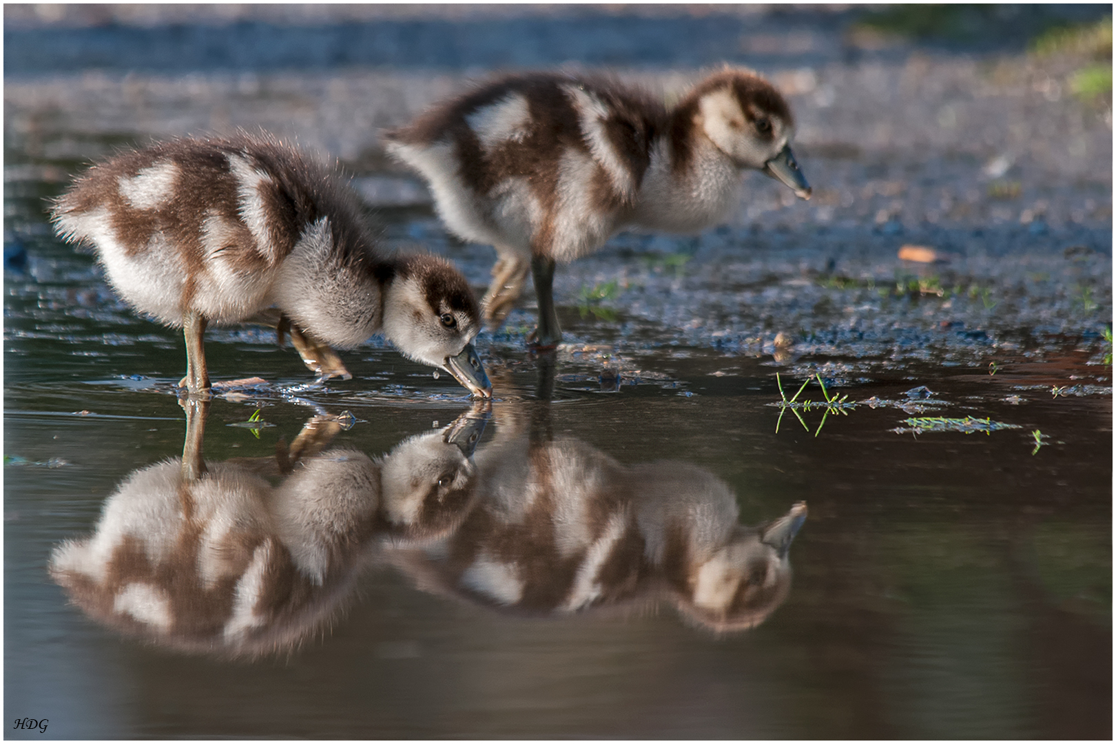 Zwei junge Nilgänse mit ...