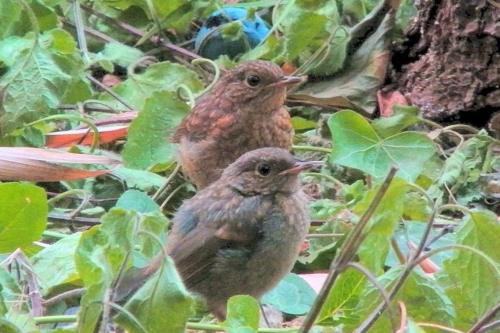 Zwei junge Rotkehlchen in unserem Garten