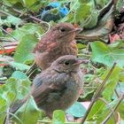 Zwei junge Rotkehlchen in unserem Garten