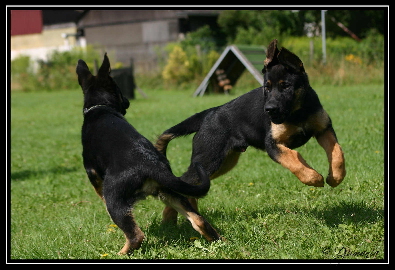 Zwei junge Schäferhunde beim Spielen