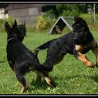 Zwei junge Schäferhunde beim Spielen