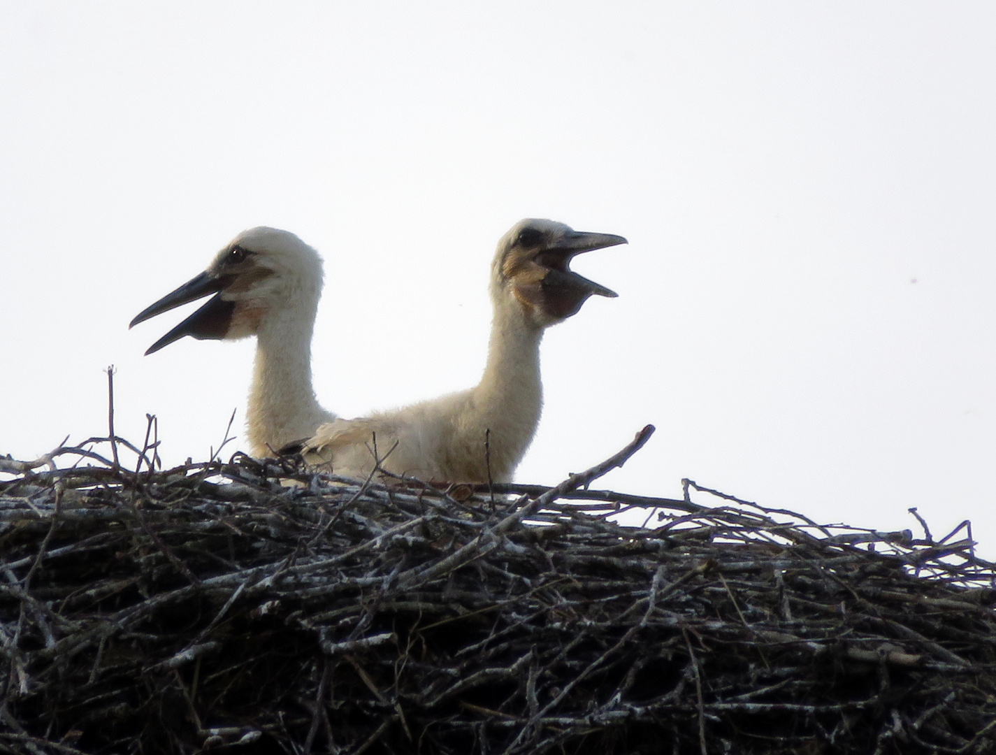 zwei junge Störche auf dem Nest ...