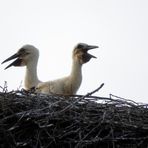 zwei junge Störche auf dem Nest ...