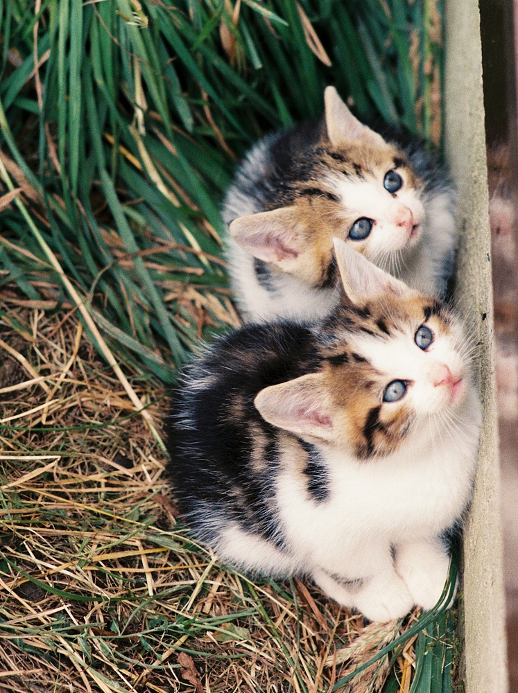 Zwei junge verwilderte Katzen betteln nach Nahrung