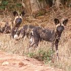 Zwei junge Wildhunde aus einem Rudel von 15 Stück im Tsavo West.