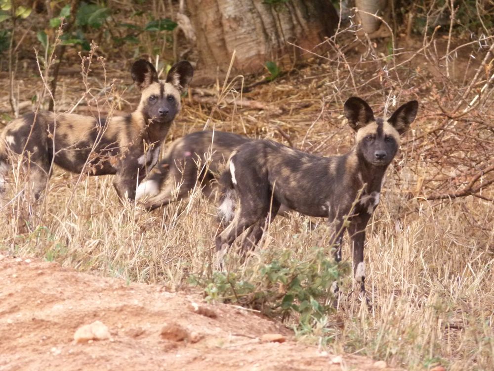 Zwei junge Wildhunde aus einem Rudel von 15 Stück im Tsavo West.