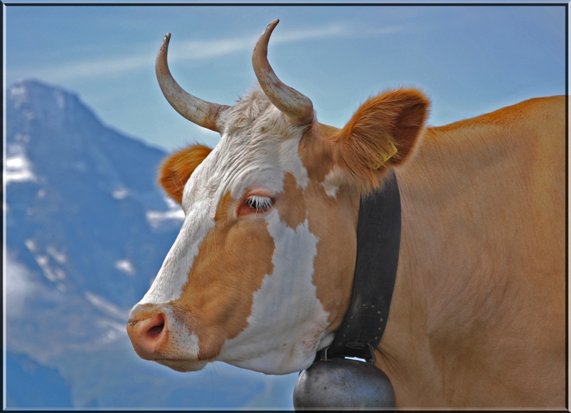 Zwei Jungfrauen mit besonderem Reiz