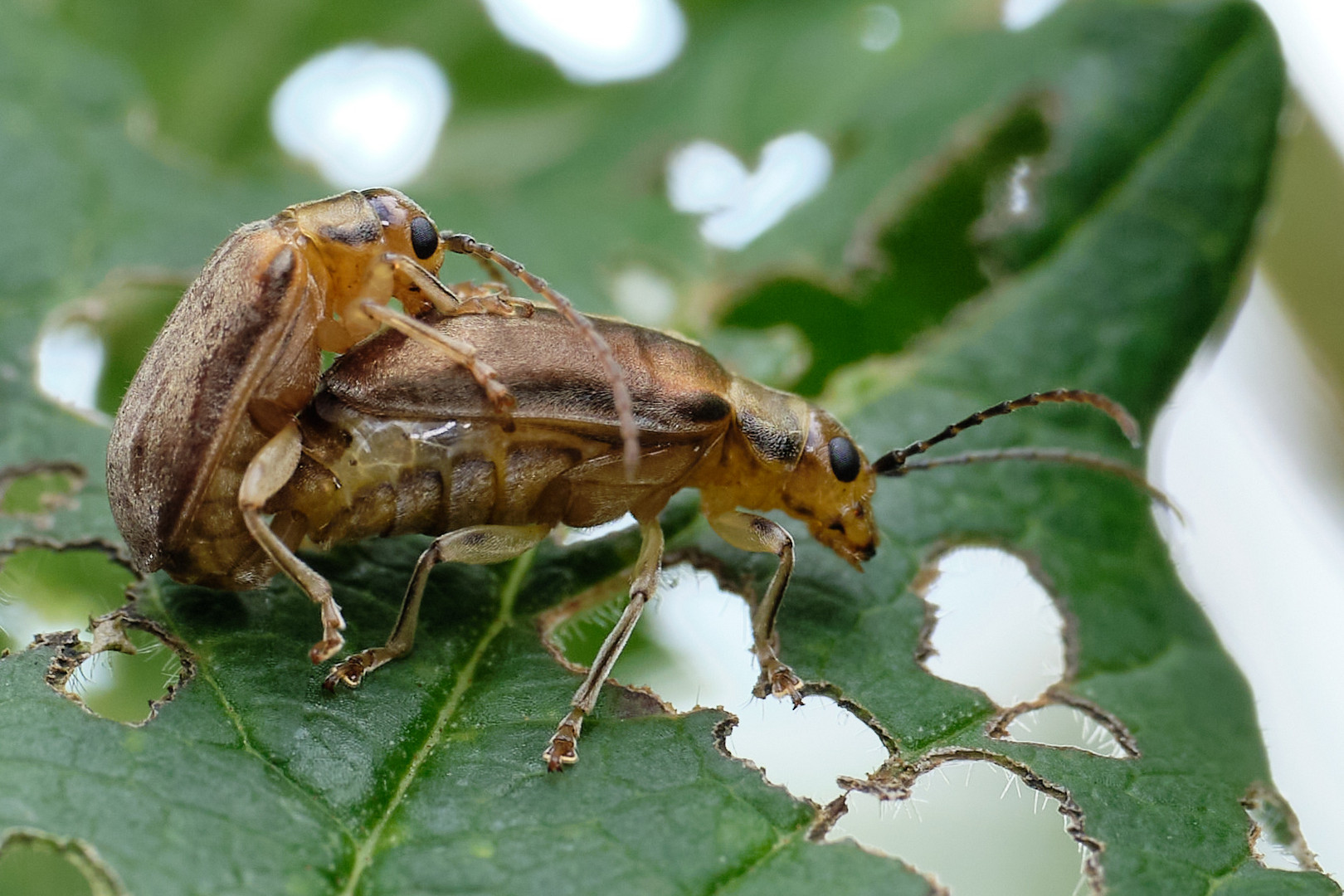 Zwei Käfer.