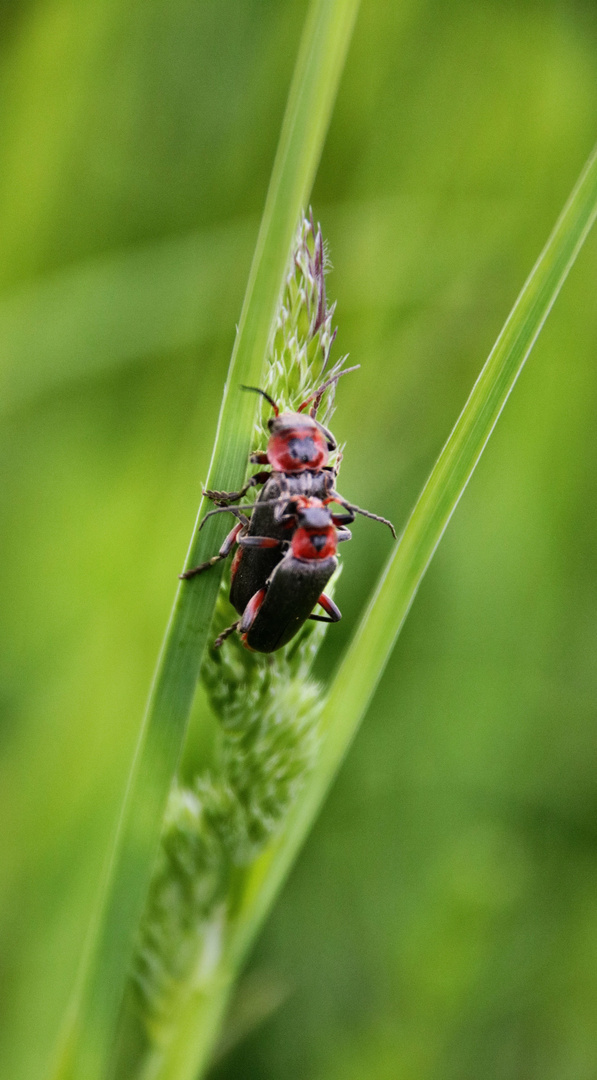 Zwei Käfer im Mai.