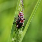 Zwei Käfer im Mai.