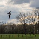 zwei kämpfende schwarzmilane in der luft