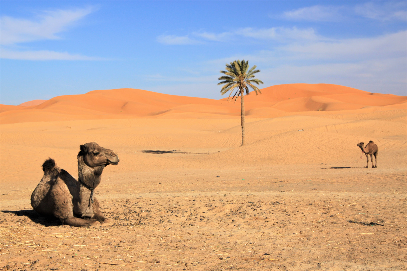 Zwei Kamele in der Sahara