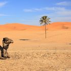 Zwei Kamele in der Sahara