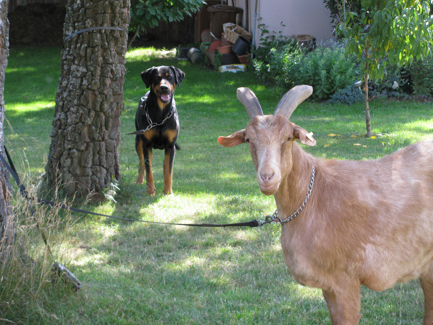 Zwei Kameraden: Mein Bock Fritzle und Rottweilermischling Pedro!