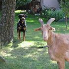 Zwei Kameraden: Mein Bock Fritzle und Rottweilermischling Pedro!