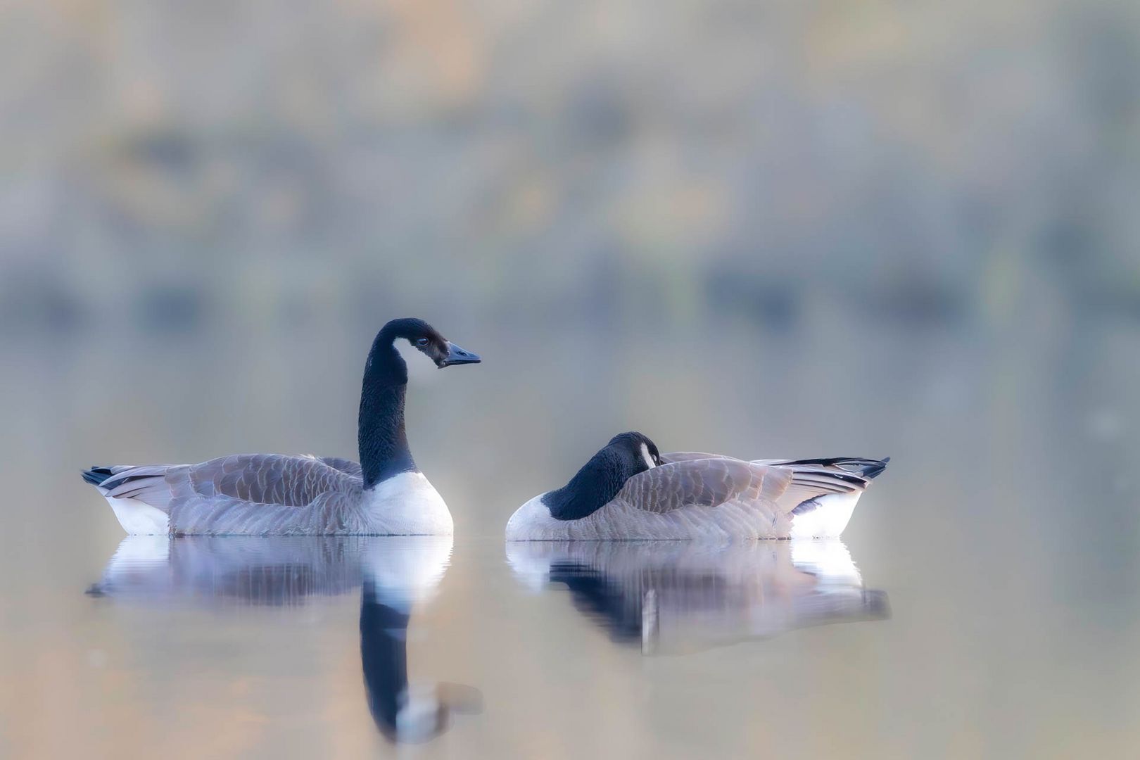 Zwei Kanadagänse / Two Canada geese