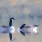 Zwei Kanadagänse / Two Canada geese