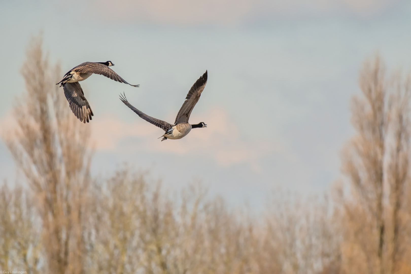 zwei Kanadier fliegen ins Bild