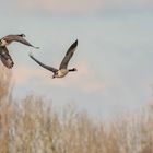 zwei Kanadier fliegen ins Bild