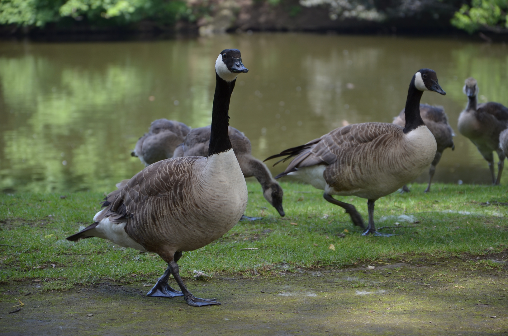 Zwei kanadische Gänse bewachen ihre Jungtiere