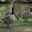 Zwei kanadische Gänse bewachen ihre Jungtiere