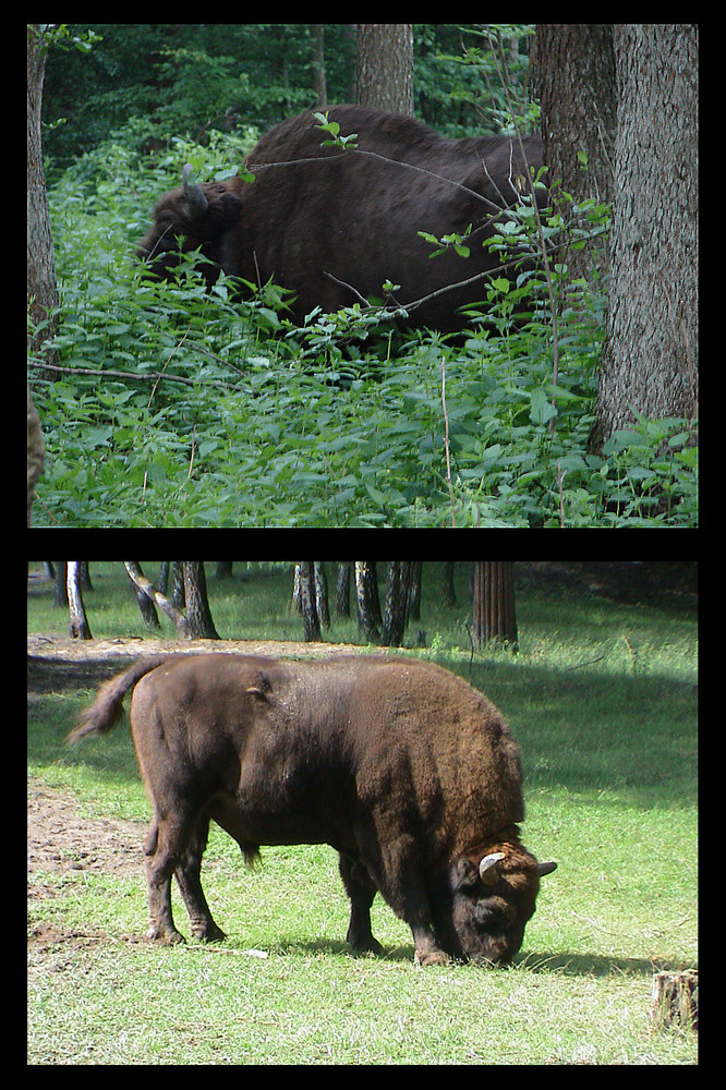 Zwei kapitale Wisentbullen, 1x im Urwald, 1x im Gehege