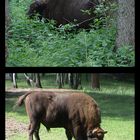 Zwei kapitale Wisentbullen, 1x im Urwald, 1x im Gehege