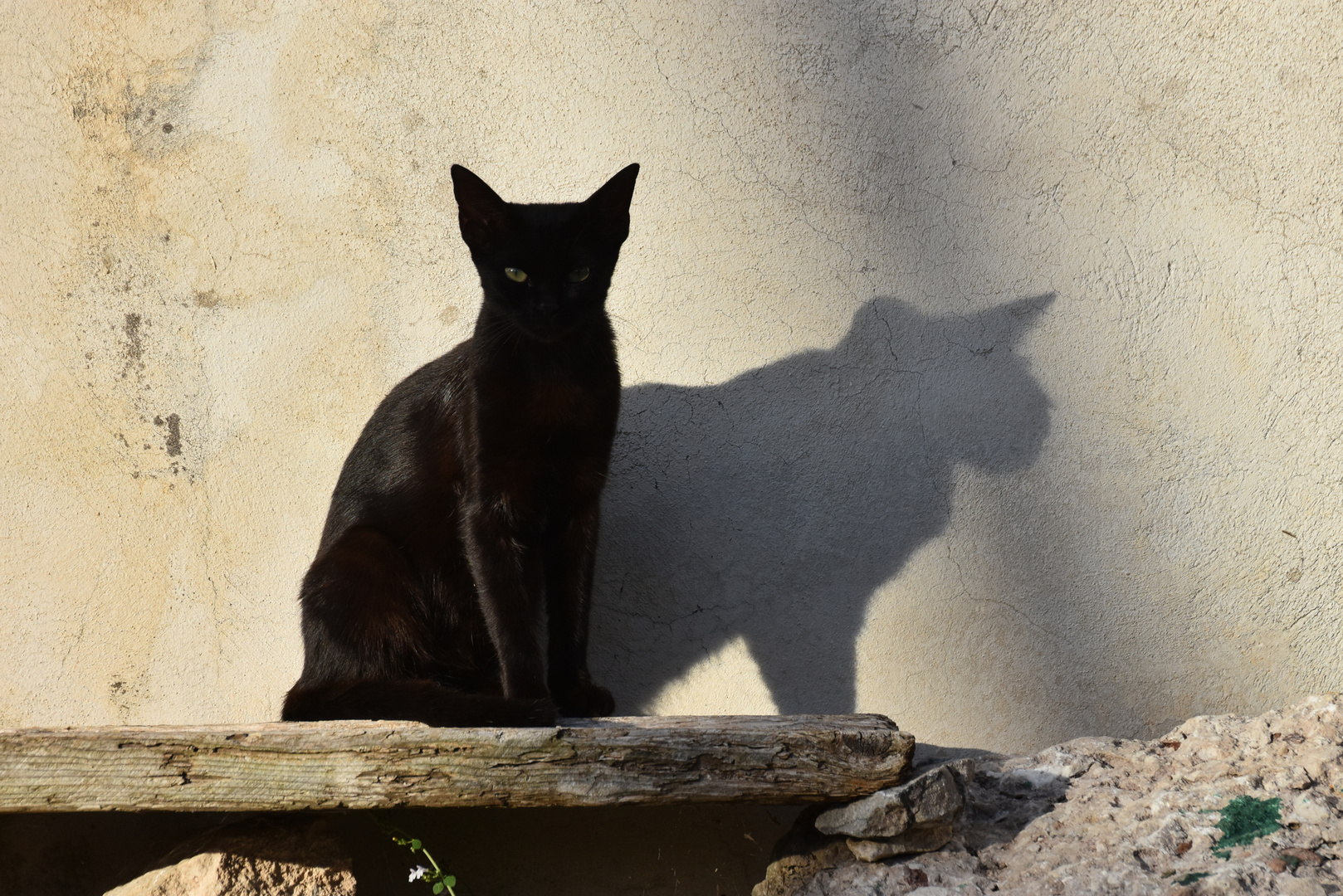 Zwei Katzen ...