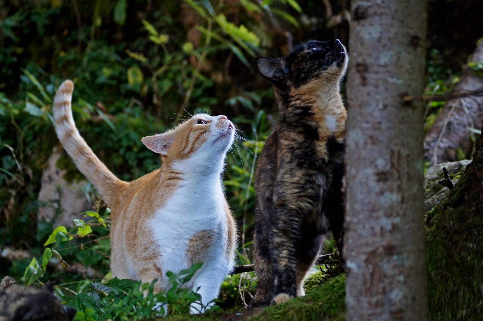 Zwei katzen beobachten einen Vogel